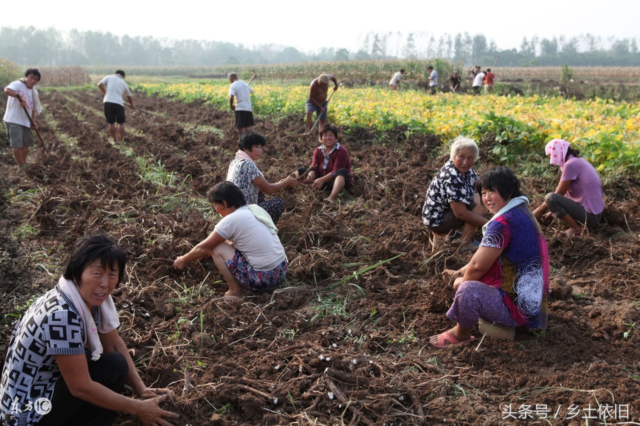白芍常见的病虫害,种白芍杀地下害虫用什么药
