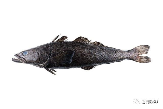 海产市场常见鱼有哪些品种,中国市场常见的进口鱼有哪些