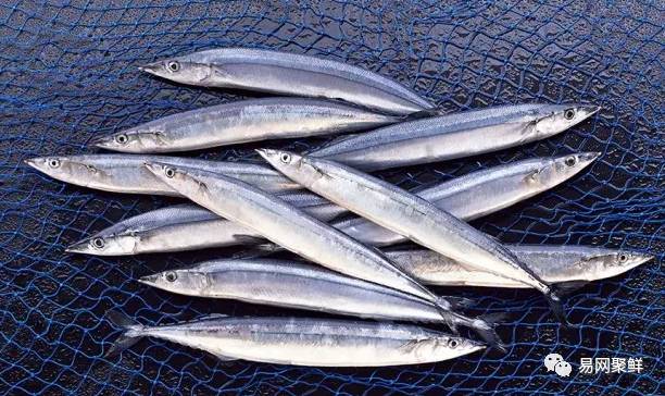 海产市场常见鱼有哪些品种,中国市场常见的进口鱼有哪些