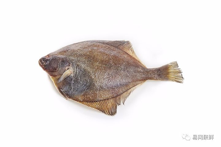 海产市场常见鱼有哪些品种,中国市场常见的进口鱼有哪些