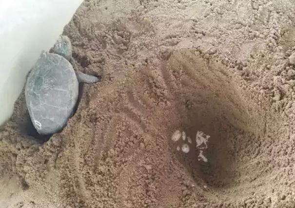 乌龟下蛋时要用什么东西帮它孵化,乌龟孵化过程中为什么出现变异