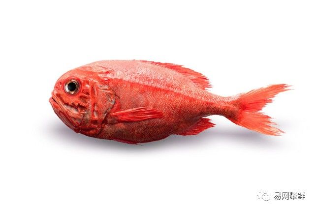 海产市场常见鱼有哪些品种,中国市场常见的进口鱼有哪些