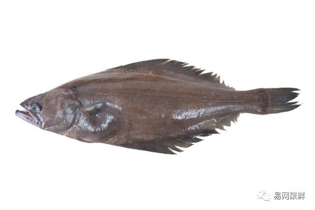 海产市场常见鱼有哪些品种,中国市场常见的进口鱼有哪些