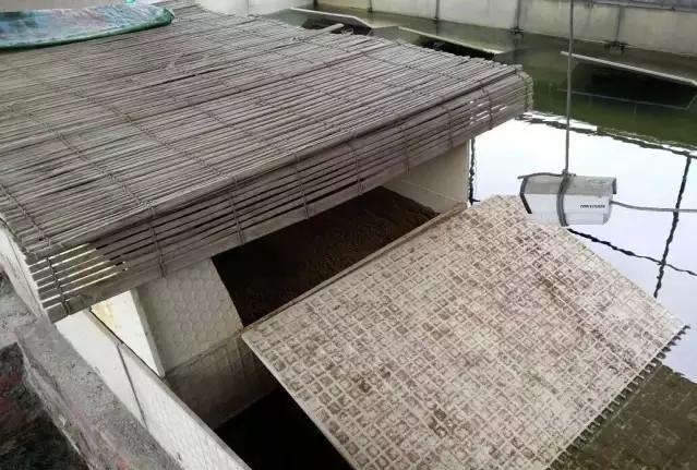 乌龟下蛋时要用什么东西帮它孵化,乌龟孵化过程中为什么出现变异