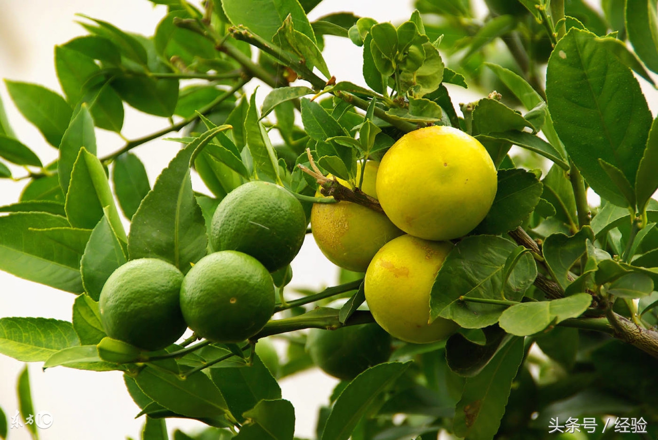 柑桔锈壁虱怎么诱发的,柑橘锈壁虱适宜的温度