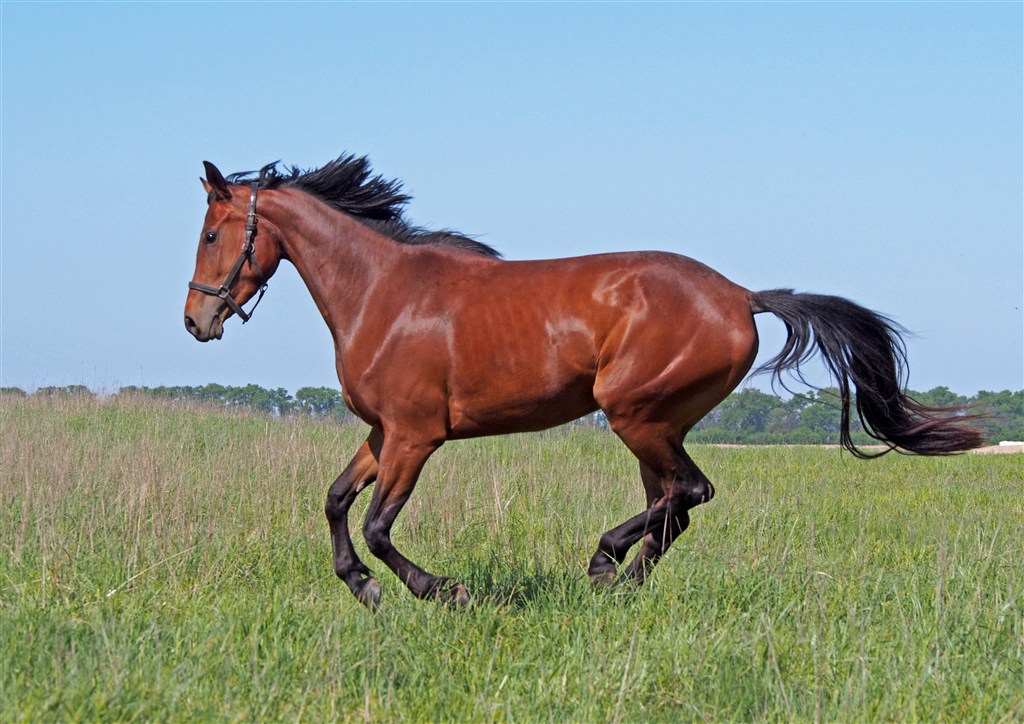 十二生肖各缺一个器官图解,十二生肖各缺一样东西