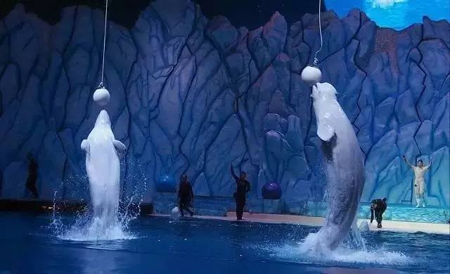 珠海长隆第四届中国国际马戏节,珠海长隆国际马戏节多少钱