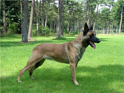 马犬皮肤病很严重怎么治疗,马犬皮肤病的治疗方法
