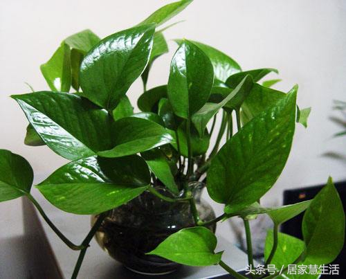 绿萝老是蔫头耷脑的,绿萝光秃秃只剩杆子了