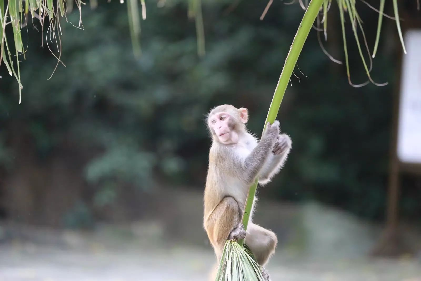 陵水一日游必去的景点,陵水一日游自由行