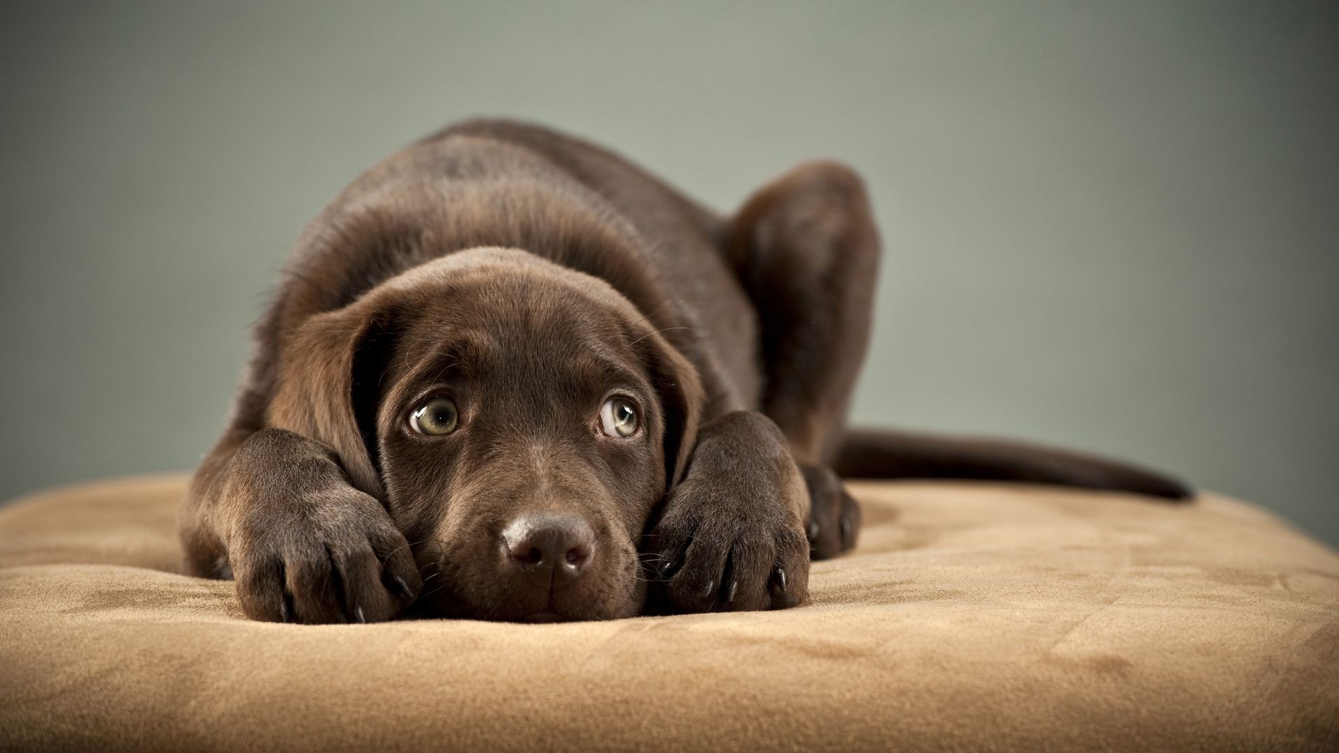 拉布拉多简介文案,拉布拉多简介