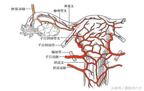 流产有必要做子宫动脉b超吗,子宫腺肌症导致反复流产怎么办