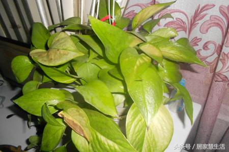 绿萝老是蔫头耷脑的,绿萝光秃秃只剩杆子了