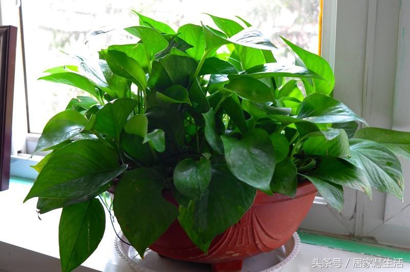 绿萝老是蔫头耷脑的,绿萝光秃秃只剩杆子了