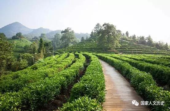 中国好茶：罗斯福找人代购，无数人追捧，价格涨到一担360两白银