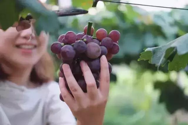 武夷山最好的别墅民宿,武夷山最值得一住的民宿