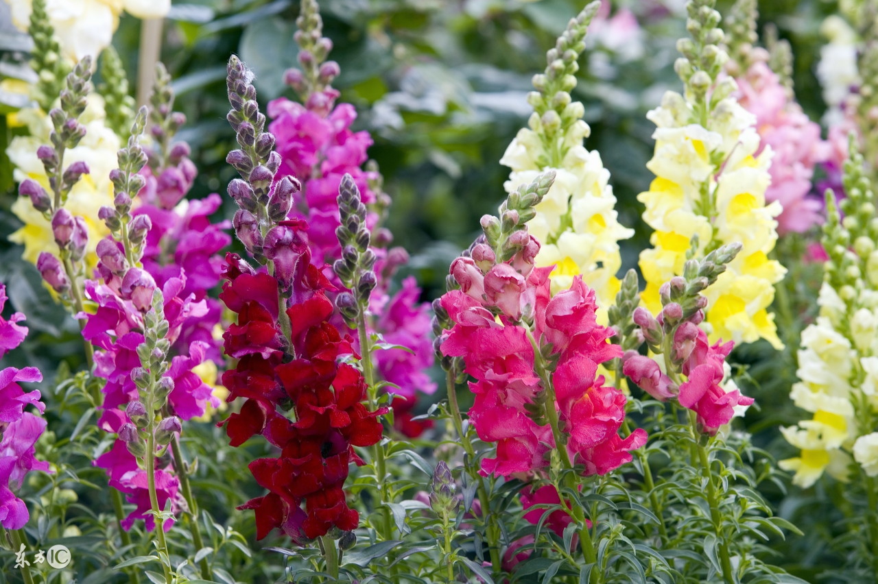 71属猪女明年运势,83年属猪明年运势