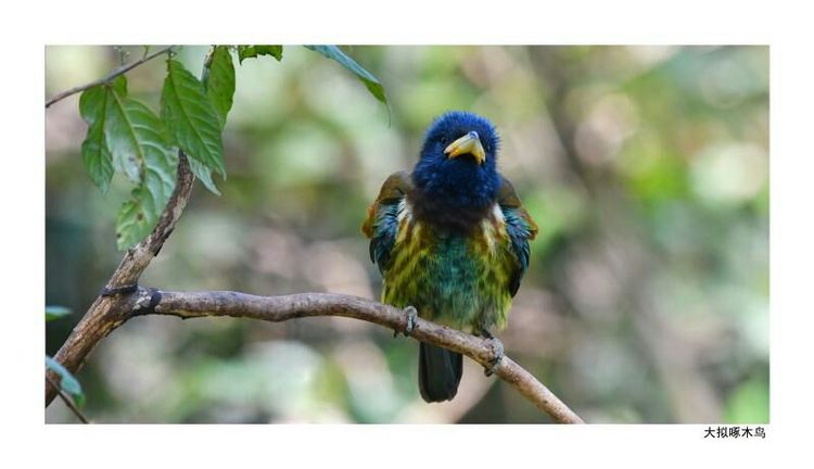 2018年鸟趣日历，太精美了，人手一份，值得收藏！