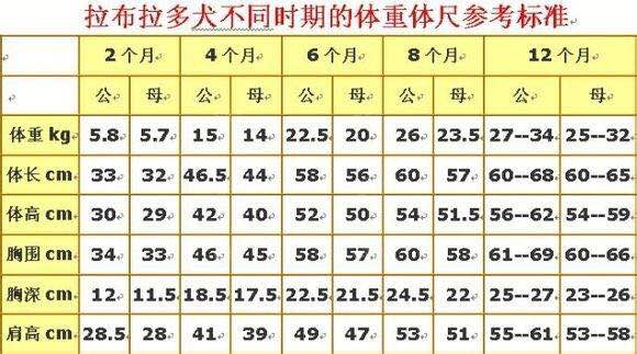 拉布拉多犬体重10斤有几个月了,拉布拉多的身高体重标准是多少