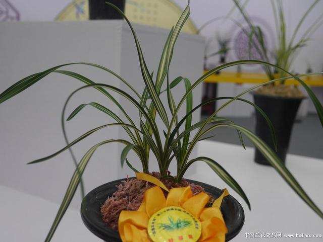 最贵的天价兰花图片,真正的天价兰花图片