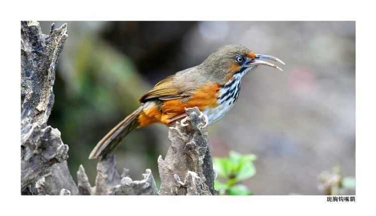 2018年鸟趣日历，太精美了，人手一份，值得收藏！