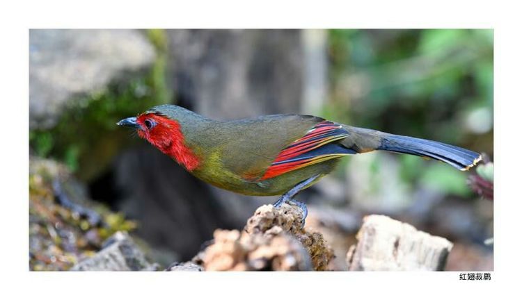 2018年鸟趣日历，太精美了，人手一份，值得收藏！