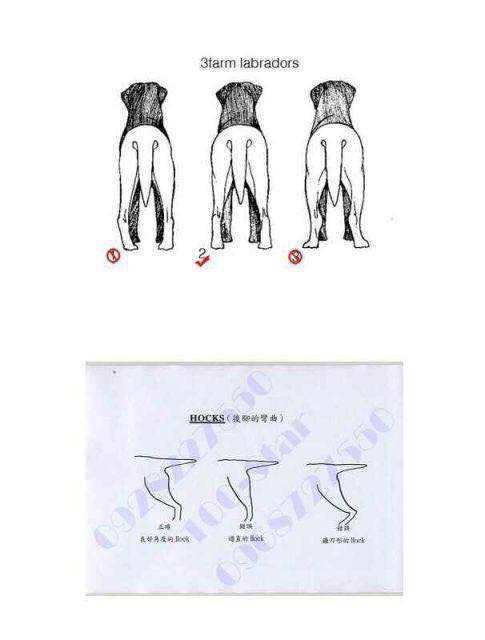 拉布拉多犬体重10斤有几个月了,拉布拉多的身高体重标准是多少