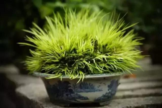 古人书房常备的文房四宝是什么,文房四宝是书房中常备的四种摆件