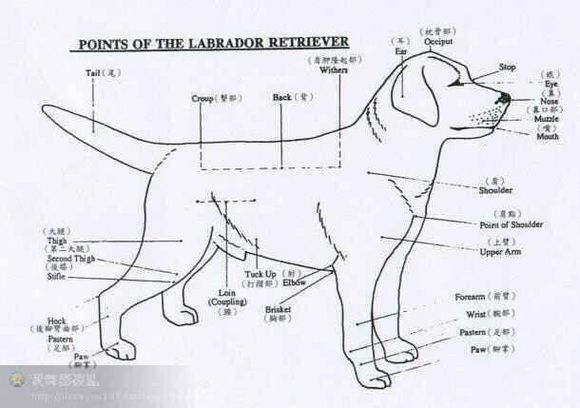 拉布拉多犬体重10斤有几个月了,拉布拉多的身高体重标准是多少