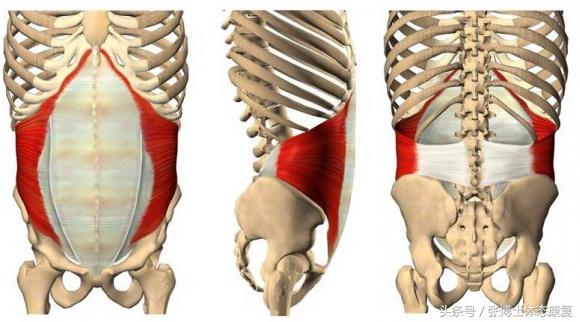 产后耻骨联合分离康复训练,耻骨肌运动康复方案