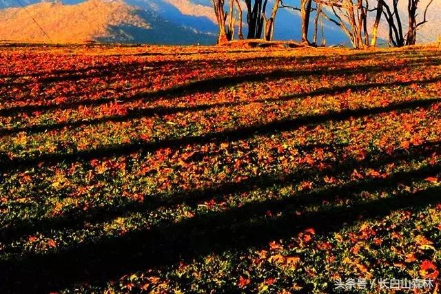 白山市老四季,长白山冬景