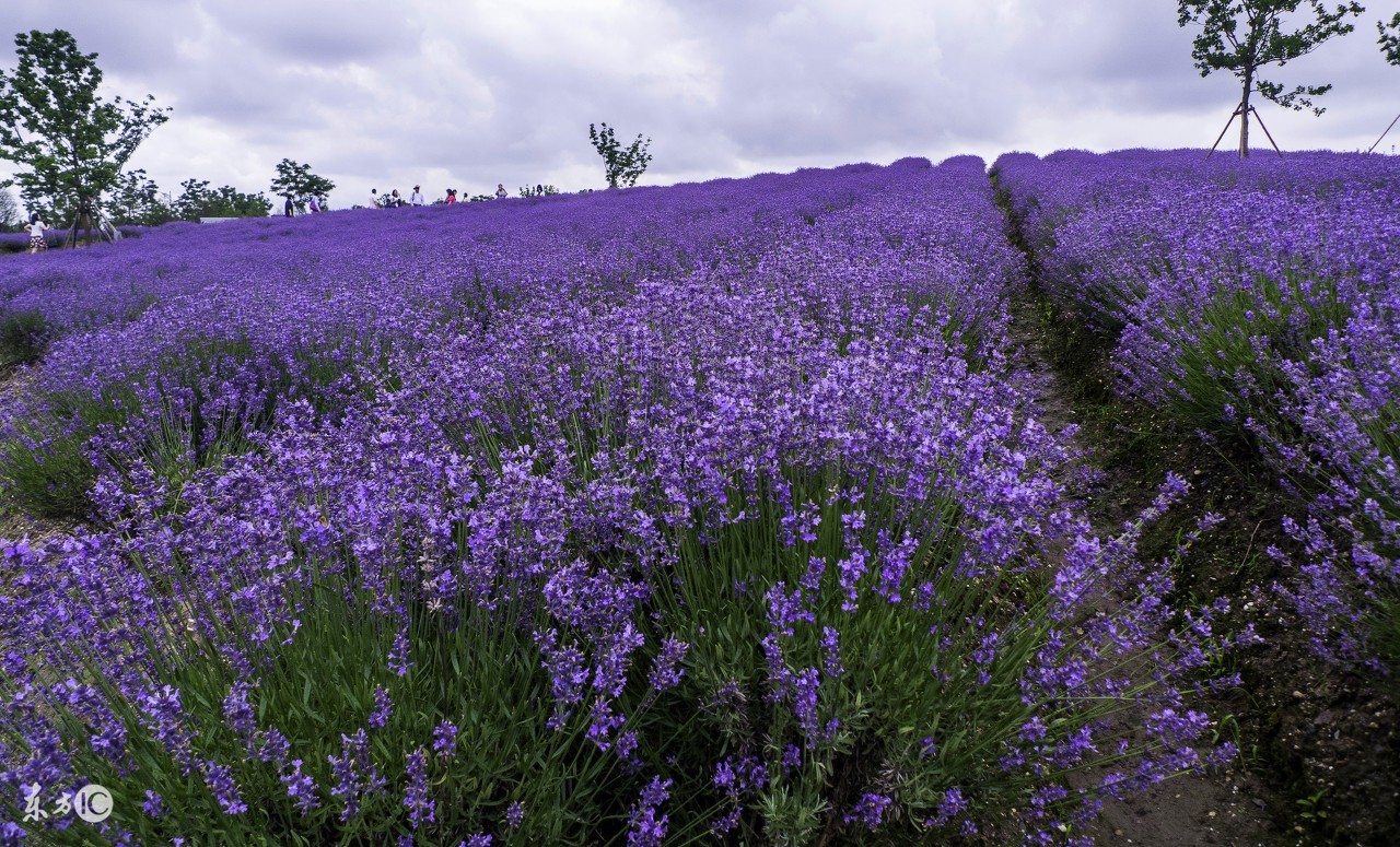 手把手教你创意农业,千万别小看创意农业