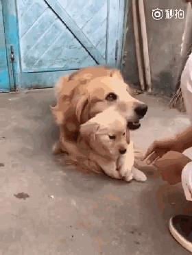 同样是麻麻，哈士奇和金毛的差距怎么这么大呢？