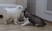 同样是麻麻，哈士奇和金毛的差距怎么这么大呢？