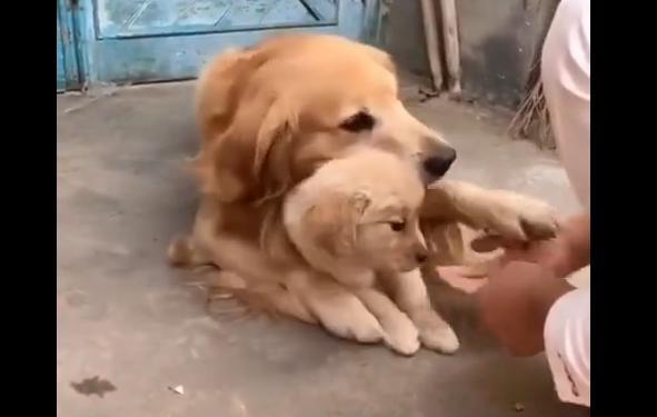 同样是麻麻，哈士奇和金毛的差距怎么这么大呢？