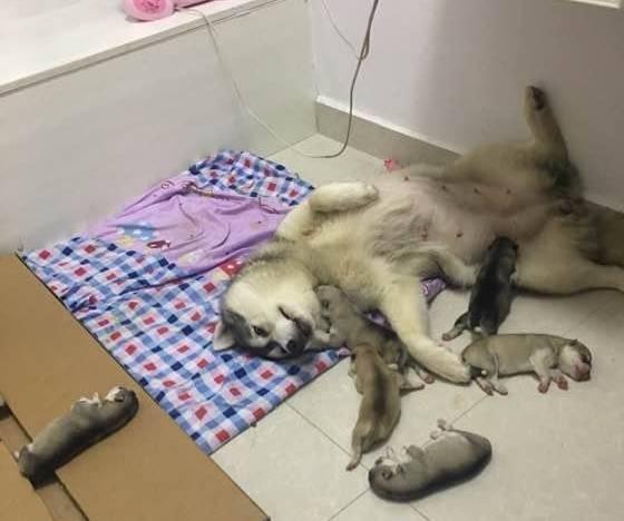 同样是麻麻，哈士奇和金毛的差距怎么这么大呢？