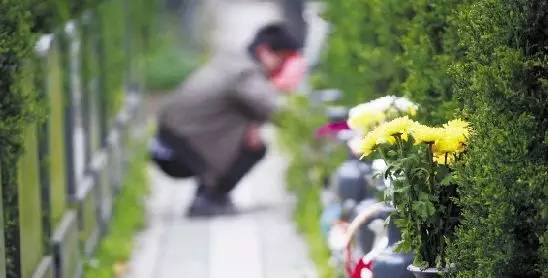 青岛18年清明赏花,青岛赏花踏青攻略