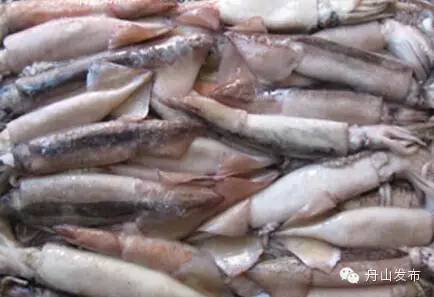 一张图鱿鱼章鱼八爪鱼墨鱼的区别,章鱼鱿鱼墨鱼小知识