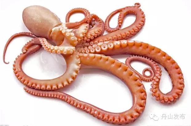 一张图鱿鱼章鱼八爪鱼墨鱼的区别,章鱼鱿鱼墨鱼小知识