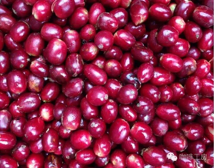 充满花香的西达摩—90+Ninetyplus花语