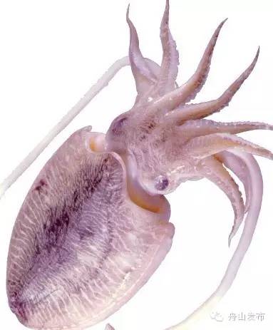 一张图鱿鱼章鱼八爪鱼墨鱼的区别,章鱼鱿鱼墨鱼小知识