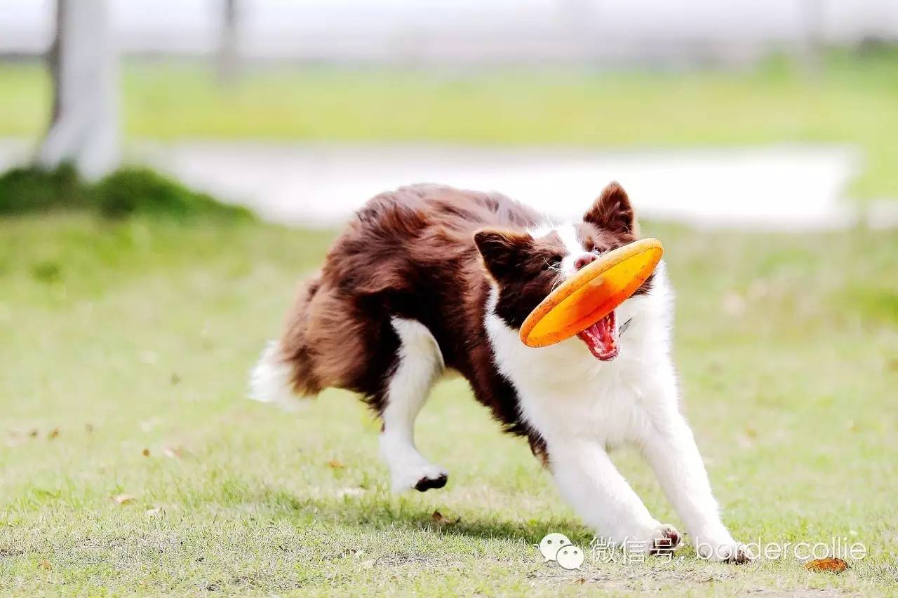 飞盘狗摄影,飞盘狗拍摄