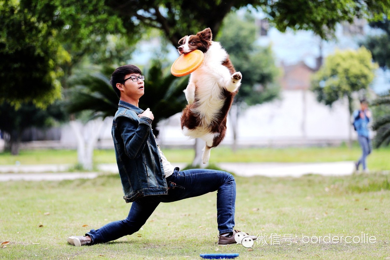 飞盘狗摄影,飞盘狗拍摄