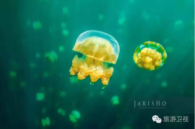 帕劳恢复免签2017,帕劳对中国人免签不