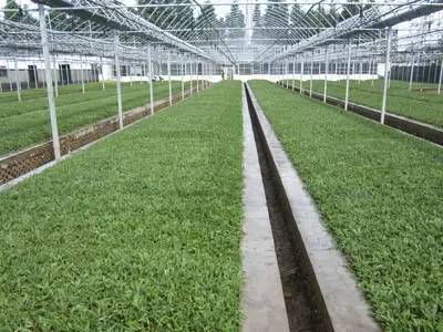 春天适合去哪踏青盐城,盐城春暖花开一日游攻略