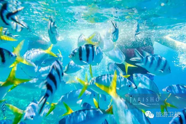 帕劳恢复免签2017,帕劳对中国人免签不