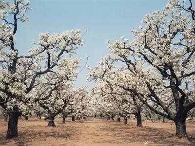 春天适合去哪踏青盐城,盐城春暖花开一日游攻略