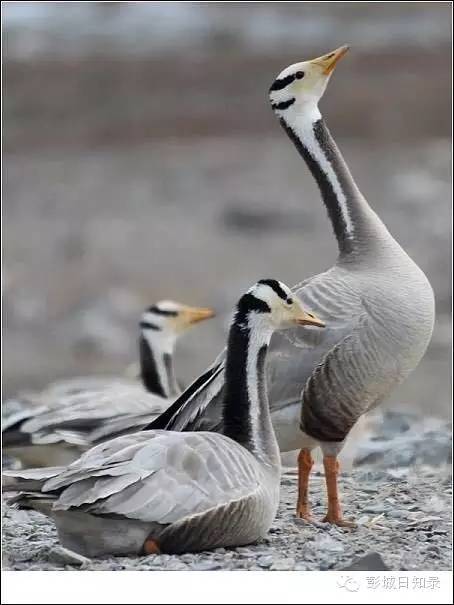 这个徐州文艺青年变身“特禽”养殖专家，养了1万多只特禽