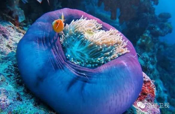 帕劳恢复免签2017,帕劳对中国人免签不