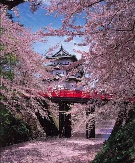 樱花盛开季节旅游攻略,樱花拍摄最全攻略